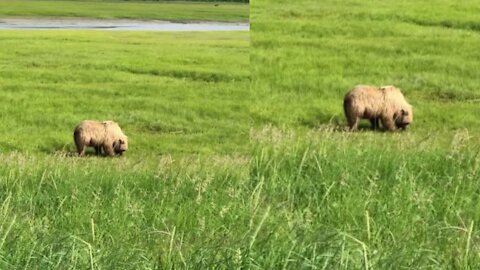 A brown bear that feeds on the grass?