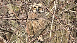 Great horned owl is adorably clumsy on first day out of the nest