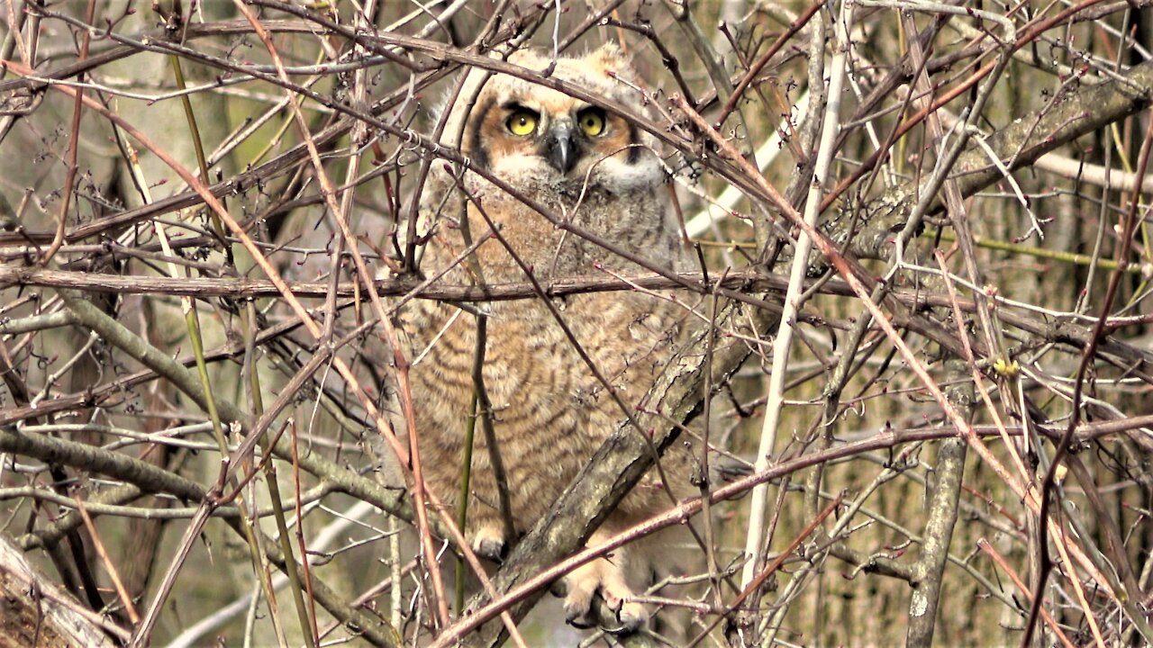 Great horned owl is adorably clumsy on first day out of the nest