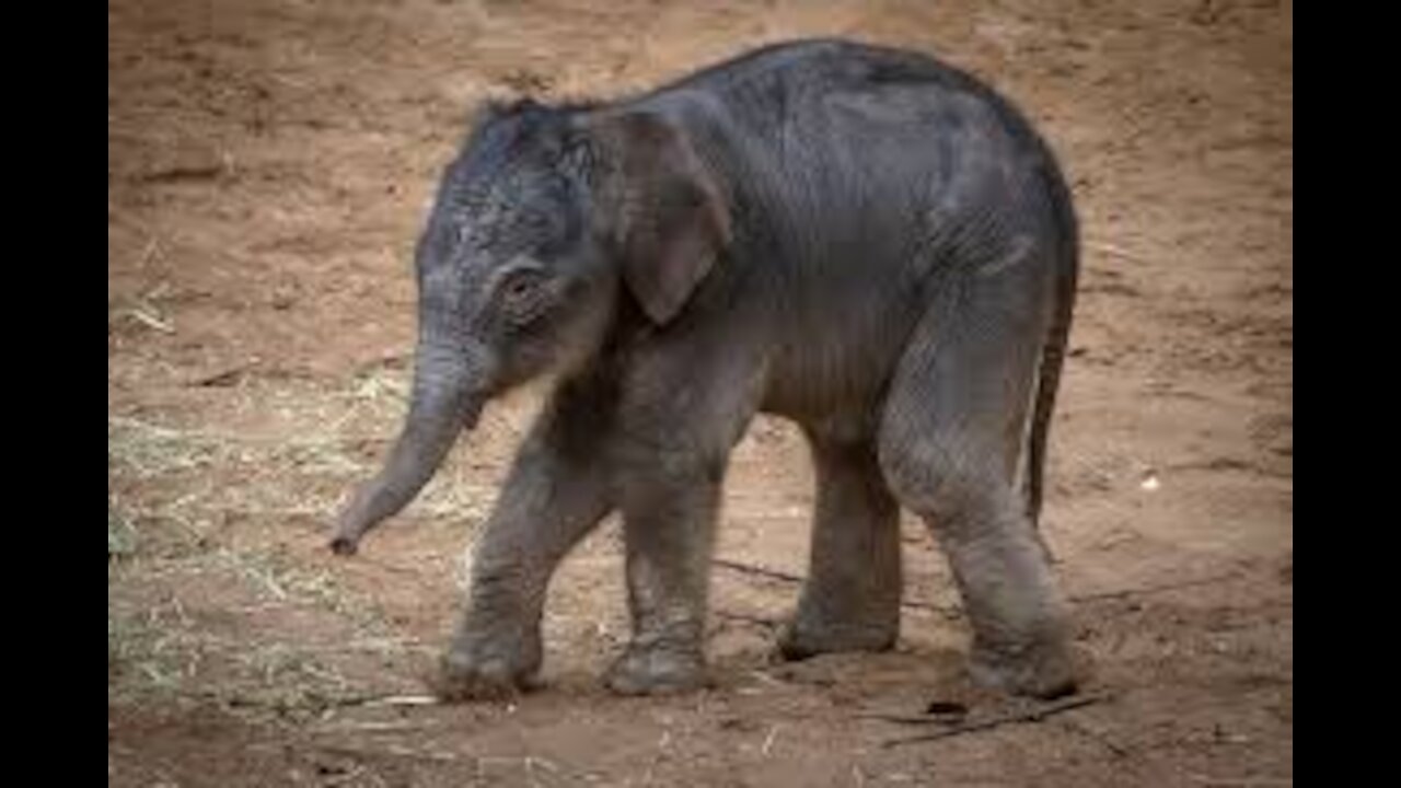 Most Funny Wild Animal - Cutest baby Elephant Videos