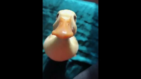 Baby Duck