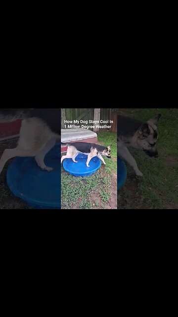 How My Dog Stays Cool In 1000000 degrees #maple