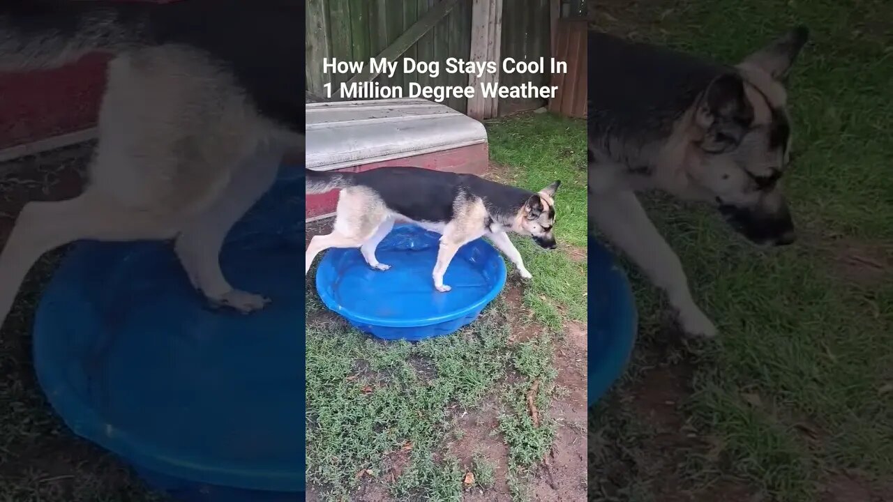 How My Dog Stays Cool In 1000000 degrees #maple