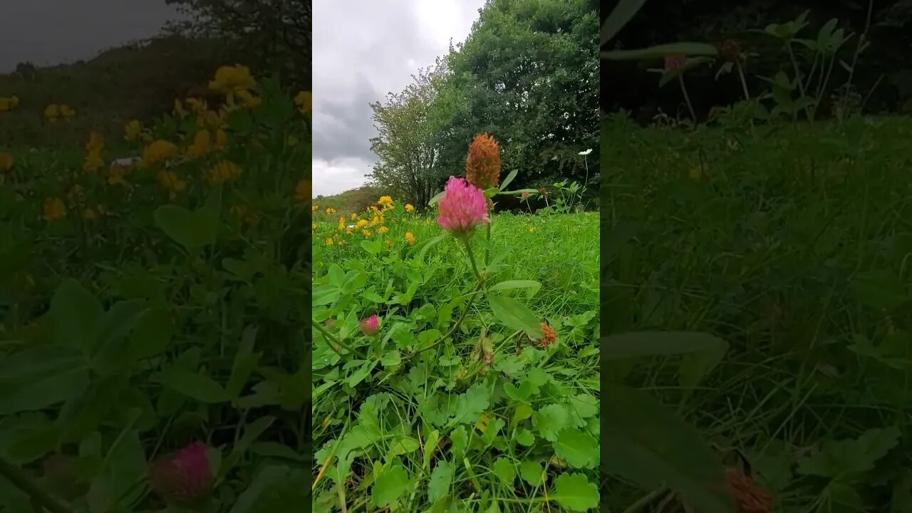 Nature #nature #yorkshire
