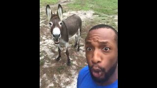 Homem grava um engraçado dueto musical com burro