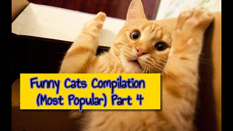 Funny Cats Compilation (Most Popular) Part 4