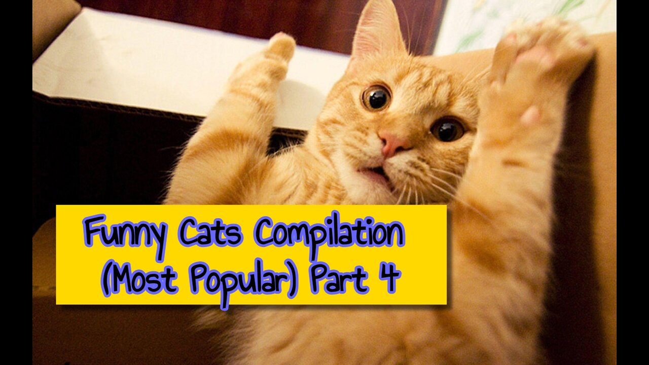 Funny Cats Compilation (Most Popular) Part 4