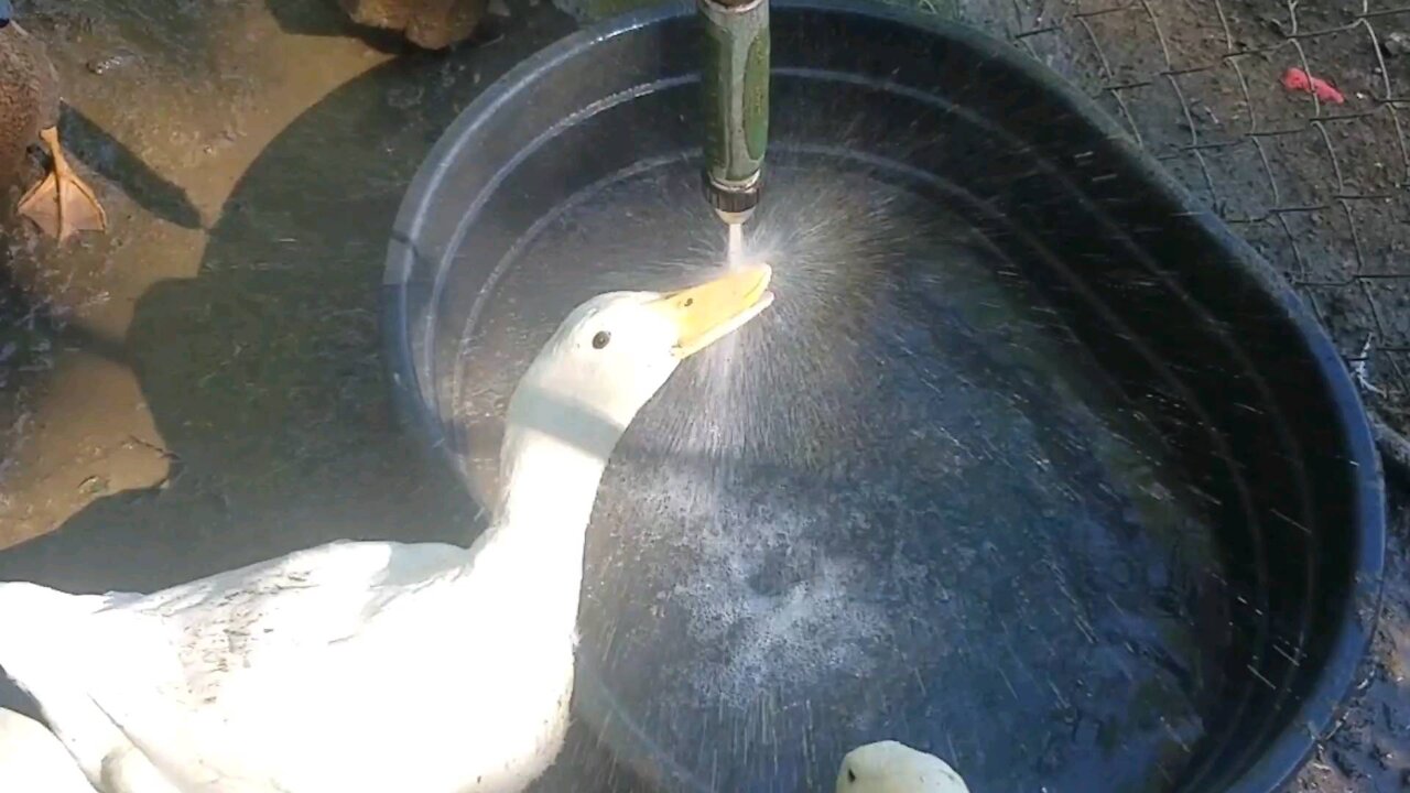 Duck drinks from hose..