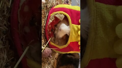 Staring contest with my Guinea pig Fergus