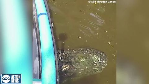 WATCH: Canoe gets stuck on alligators back in Seminole