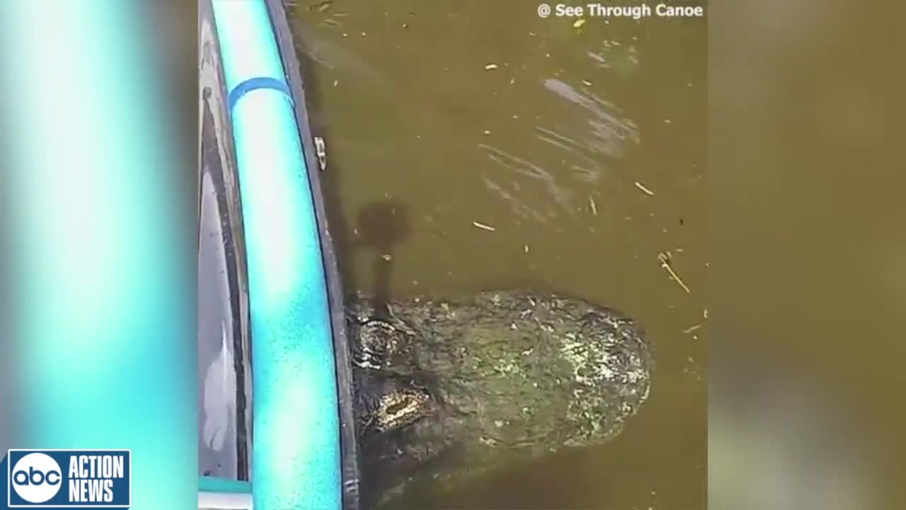 WATCH: Canoe gets stuck on alligators back in Seminole