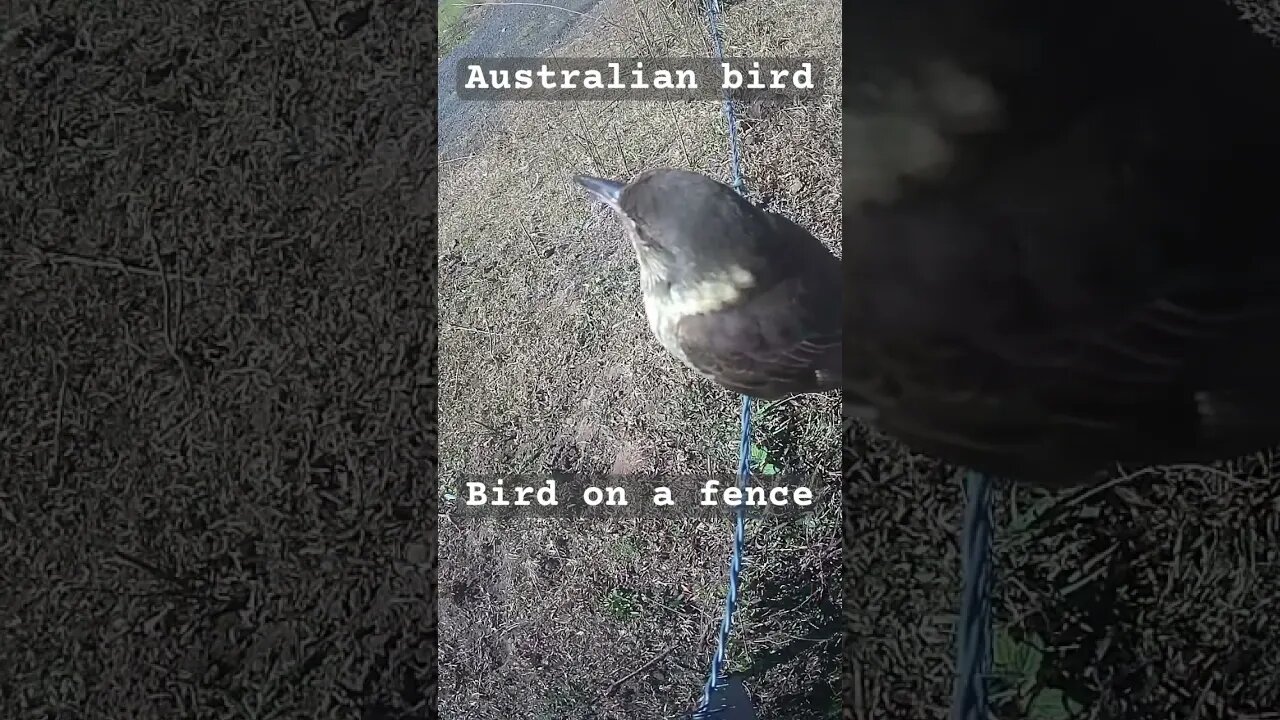 Bird on a fence