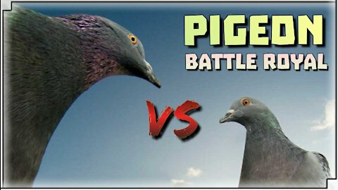 Pigeon Battle ROYAL