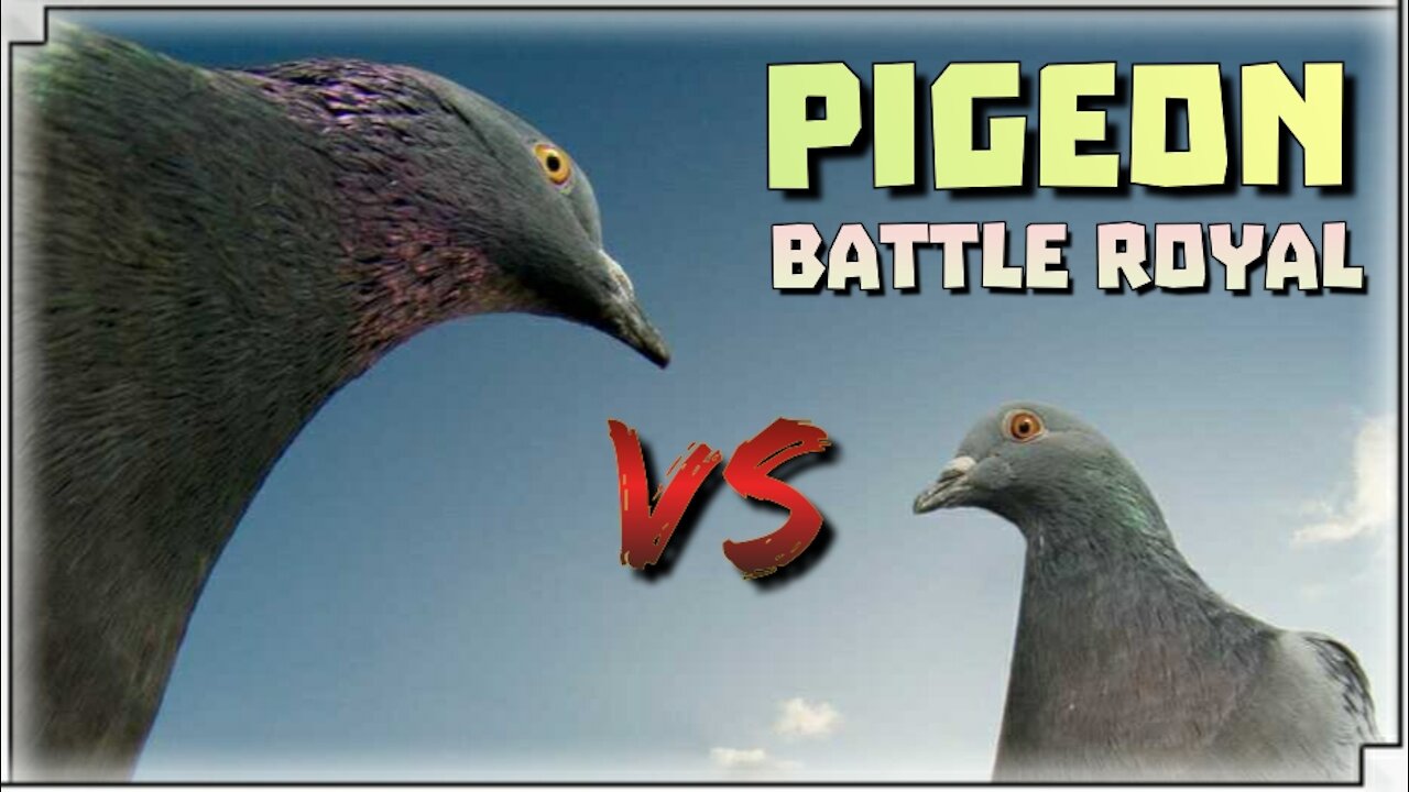 Pigeon Battle ROYAL