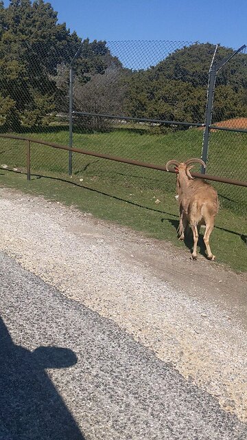 Aoudad milling around outside the Cheta pens