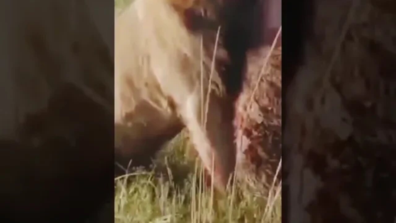 أسد وضبع