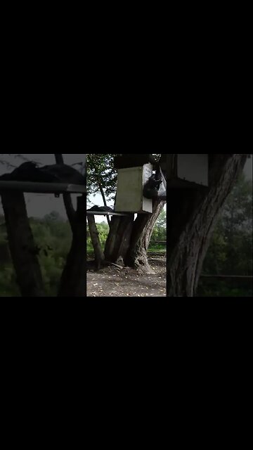 Домашняя КОШКА. Один ЖИВЕТ В ЛЕСУ 😞