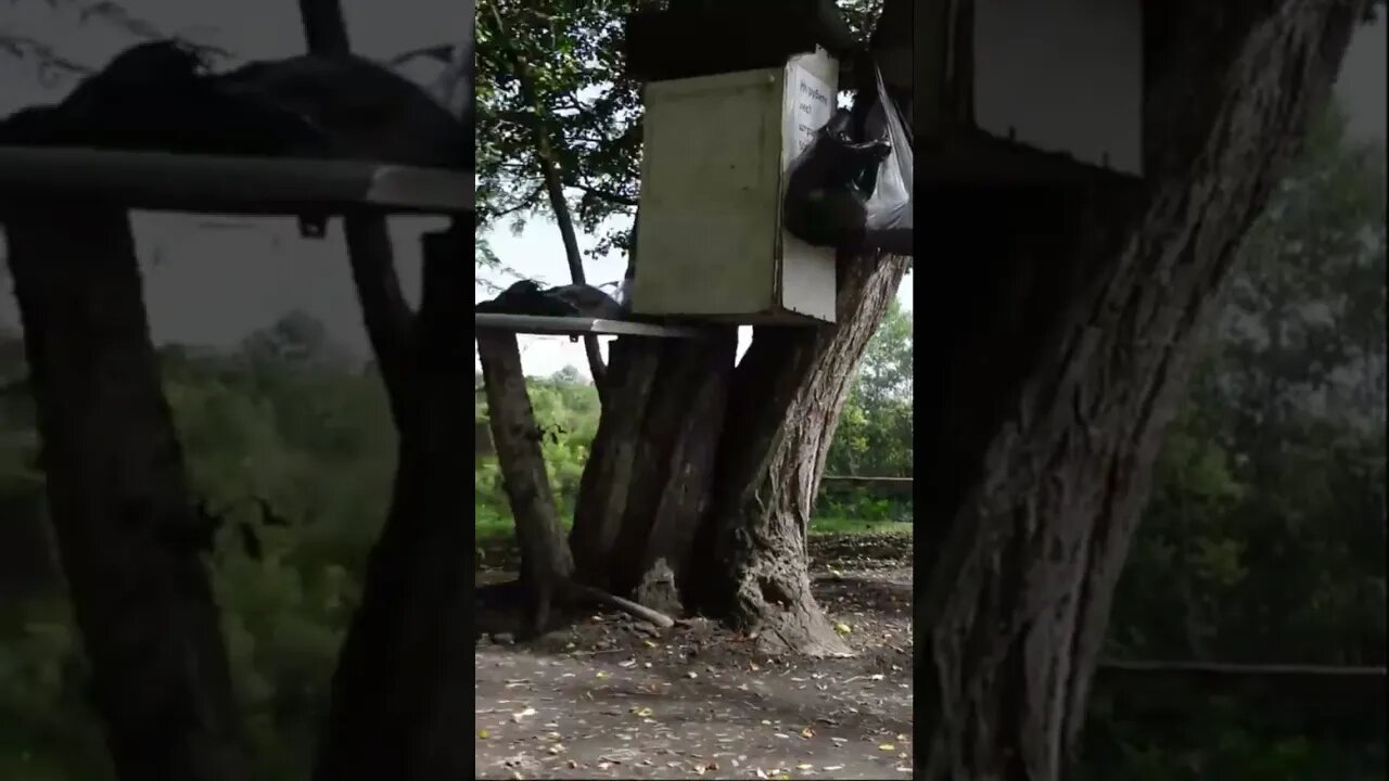 Домашняя КОШКА. Один ЖИВЕТ В ЛЕСУ 😞