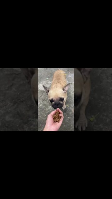 The dog has been completely abandoned bored with life! homeless dog