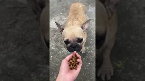 The dog has been completely abandoned bored with life! homeless dog