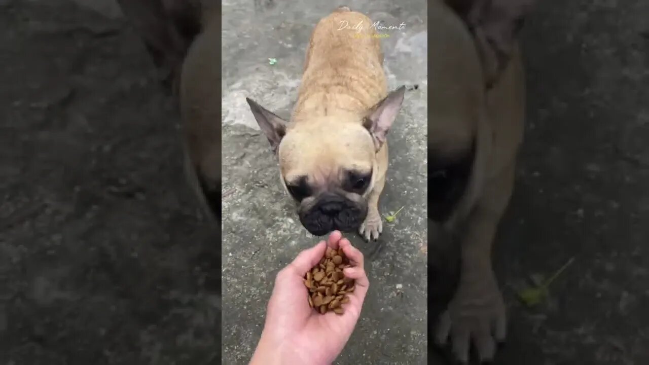 The dog has been completely abandoned bored with life! homeless dog