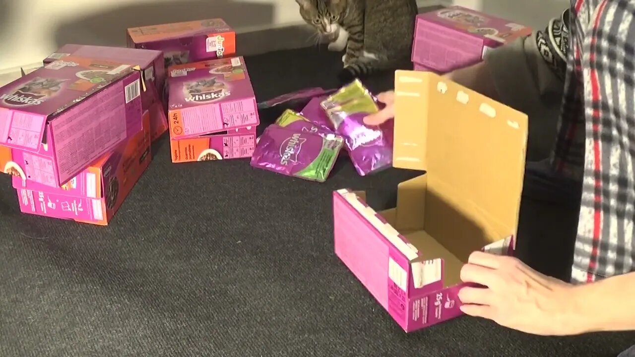 What Is Hooman Doin' There?!