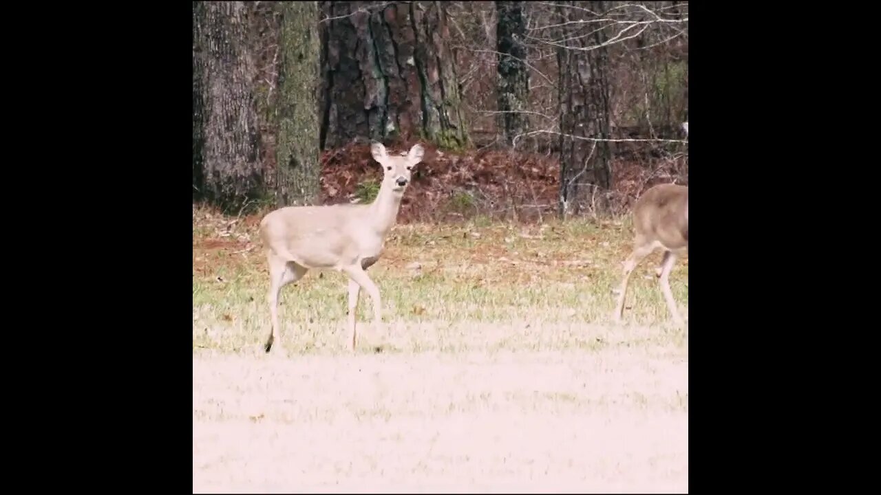 Deer in the Field