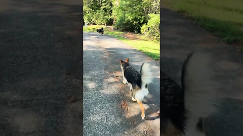 Whiskey and Bella go for a walk #dog #mountains #germanshepherd #gsd