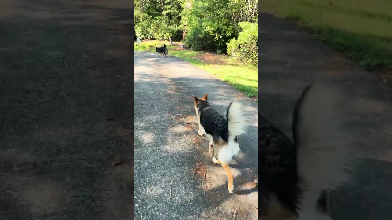 Whiskey and Bella go for a walk #dog #mountains #germanshepherd #gsd