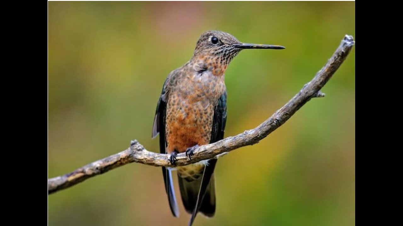 "Did You Know?🙉 Giant Hummingbirds 🌻🦋😊🎼🎶