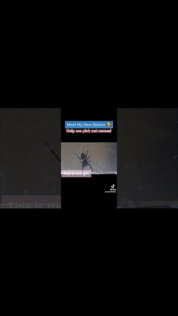 Meet My New Babies! Help me pick out names 🥰 #jumpingspider #spider #regal