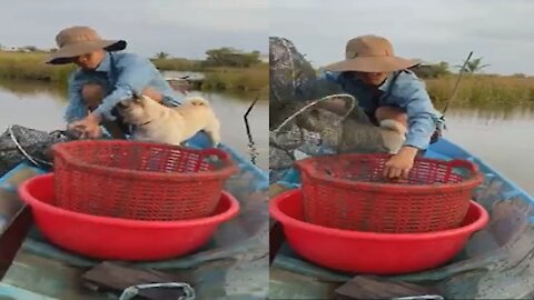 Little Pug on The Fishing Boat