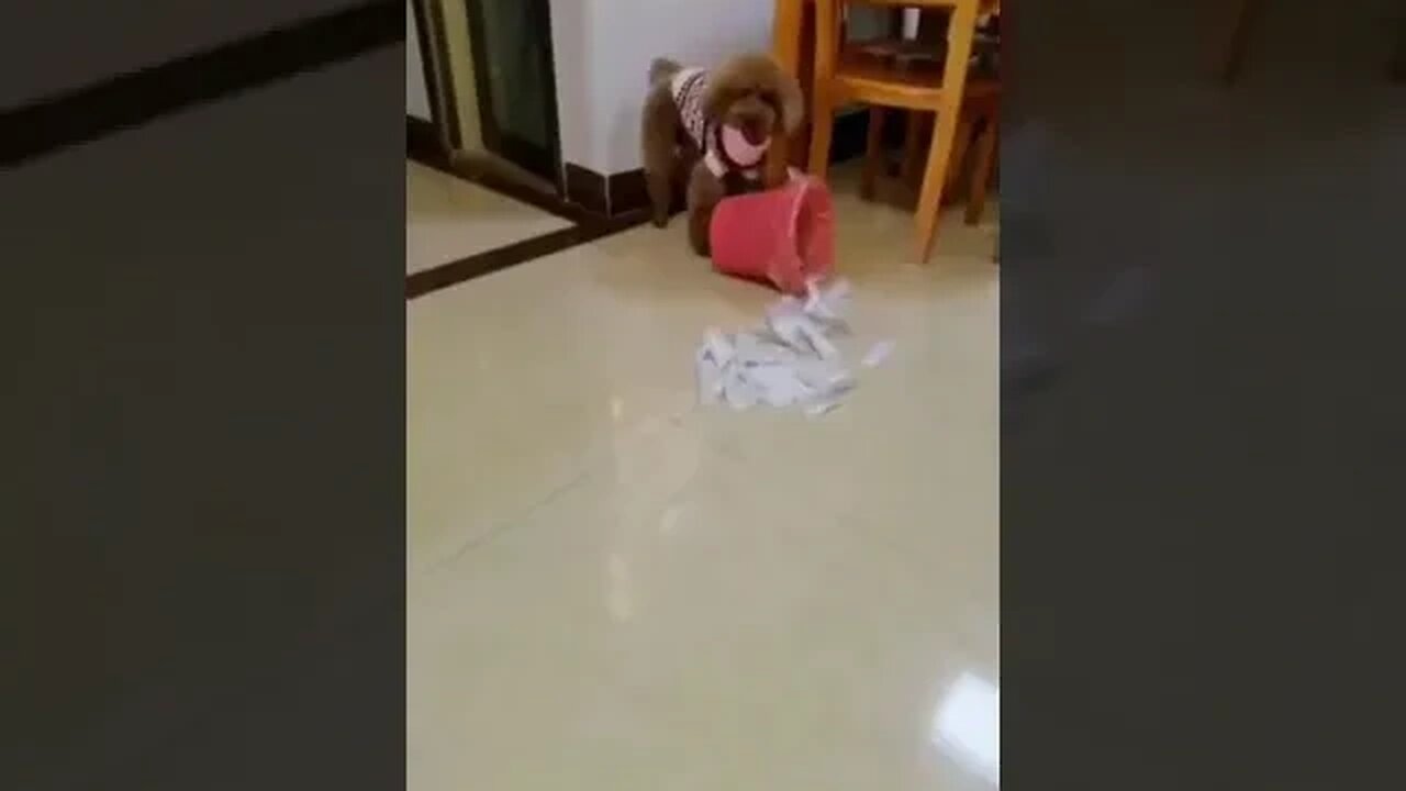 Cutest Puppies Playing Around 2023 | Funny Pet Videos #petvideos2023 #cutepuppies #funnypetvideos