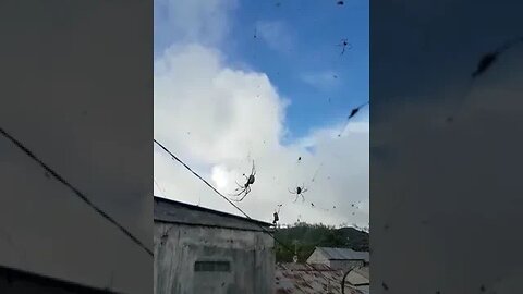 Spider Village Bali #spiderverse #spider #Bali 1 Million Spiders