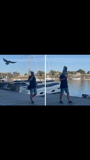 Sneaky seagull steals guy's apple right from his hand