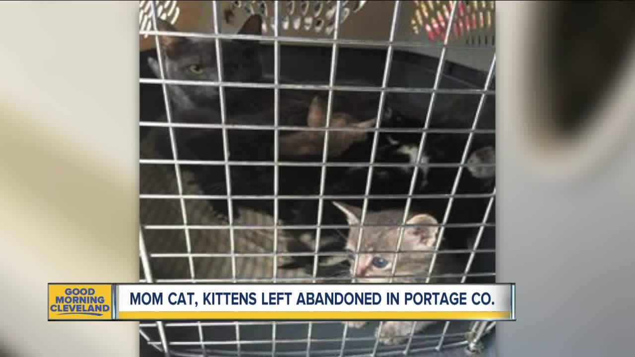 8 kittens, mother cat found thrown in trash in Portage County