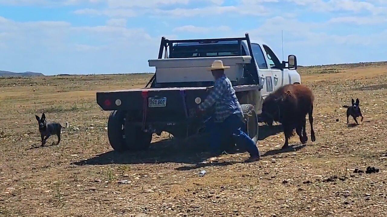 Farmer Plays Tag With Adorable Baby Buffalo