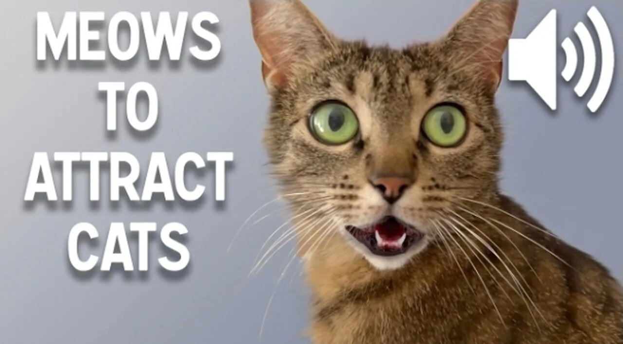 Sounds that attract cats - Meow to make cats come to you