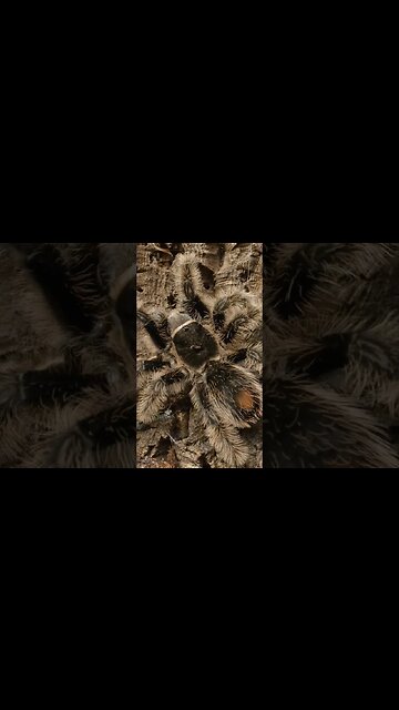 Curly Hair Tarantulas!