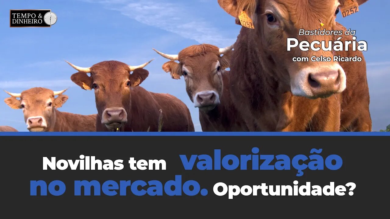 Novilhas tem valorização no mercado. Oportunidade? Celso Ricardo consultor do agro comenta