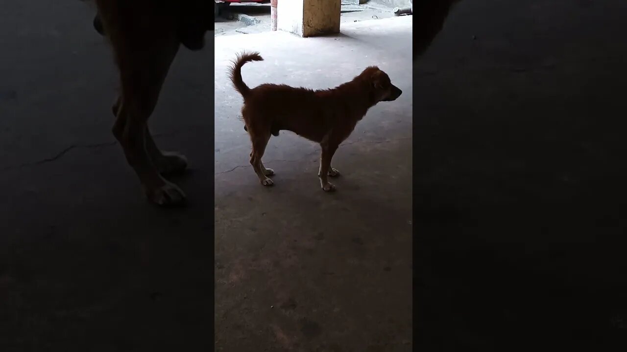 This dog has his attention focused somewhere else.