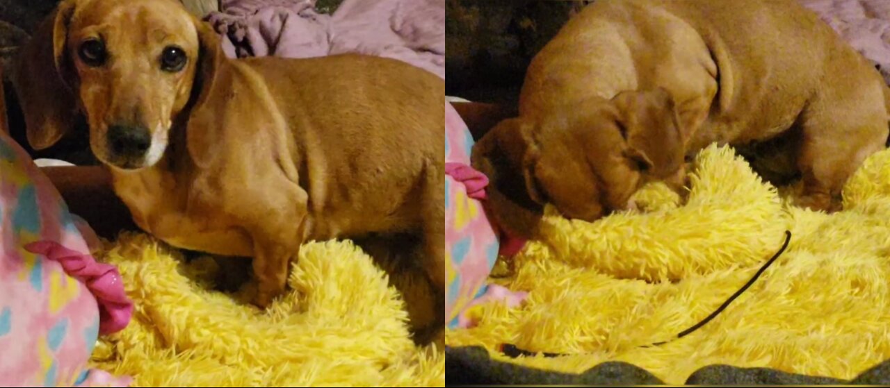 Dachshund getting ready for bed, very funny