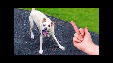 Funniest Animals Video Funny Dogs And Cats Try Not To Laugh Animals