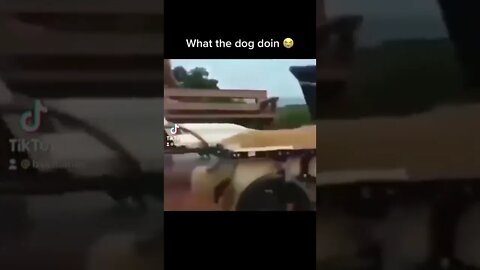 And what did the owner put bro in ? 🤨 #viral #FYP #foryou #dog #animals #flstudio #bandlab #rapper