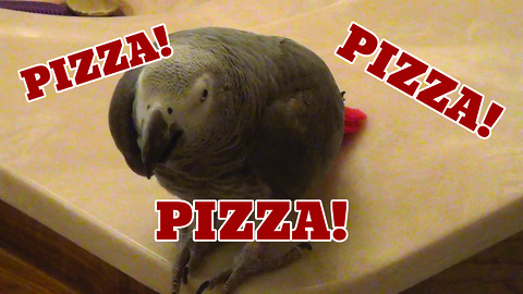 Einstein the parrot vocally asks for pizza