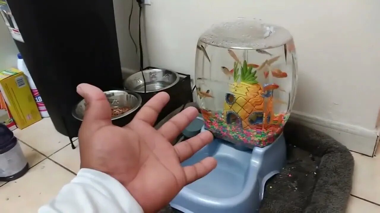 DOG BOWL Fish AQUARIUM! DIY