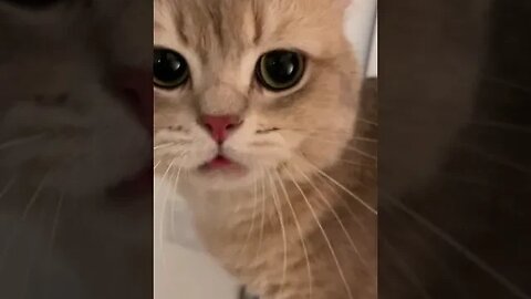 CAT VIDEO