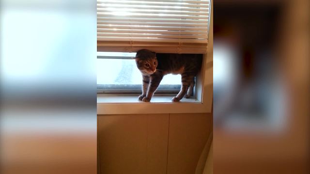 "Territorial Cat Howls At Girl Dressed in Cat Costume"