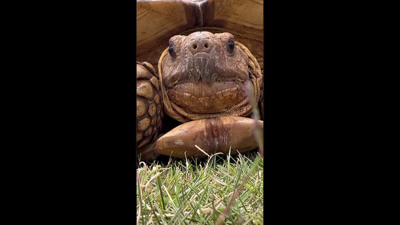 45 Years Old Tortoise