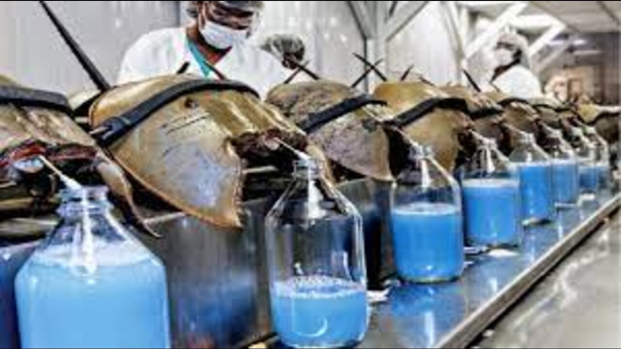 Getting Eggs & Fertilization Horseshoe Crab Process - Million Dollars Horseshoe Crab Harvest Line